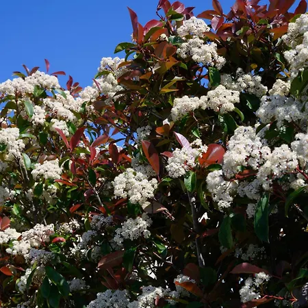 מלון Mega Lithari Corfu Luxury